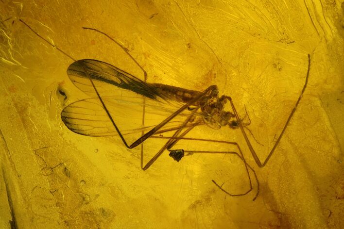 Long-Legged Fossil Crane Fly (Tipulidae) In Baltic Amber #200073